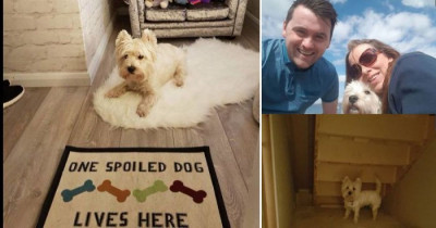This Man Built A Tiny Bedroom Just For His Pupper To Use