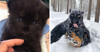 A Panther Rejected Her Baby, And Now It's Growing Up With A Kind Woman And Her Rottweiler