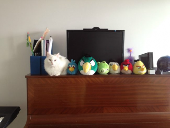 15. Angry Cat trying to be part of the Angry Birds gang.