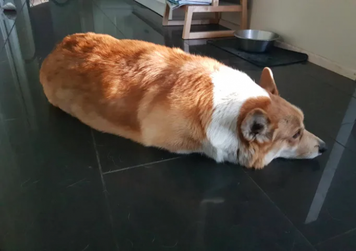 This doggo thinks it's a catto.