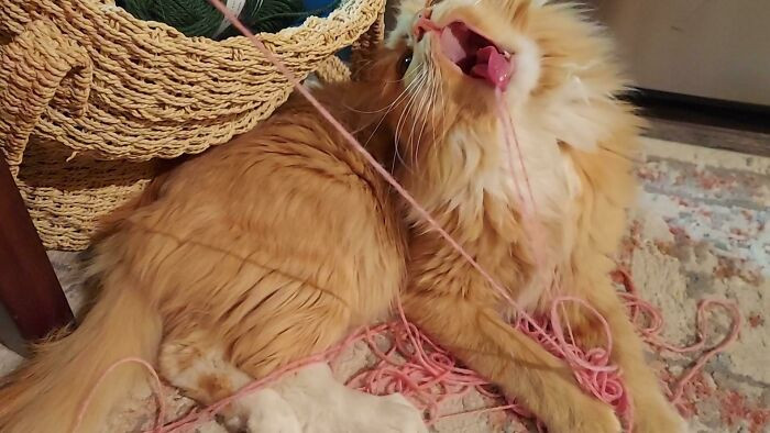 48. When You Attack The Yarn, But It Gets Stuck On Your Tongue