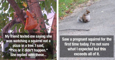 These Pictures Will Remind You How Incredible, And Not To Mention Adorable, Squirrels Are