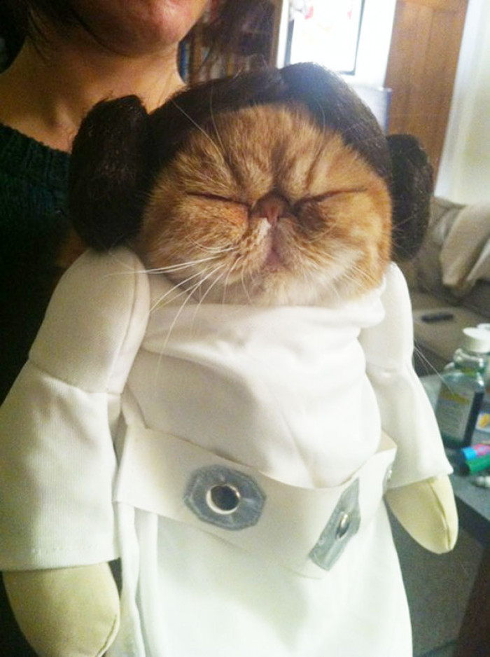 Purrincess Leia