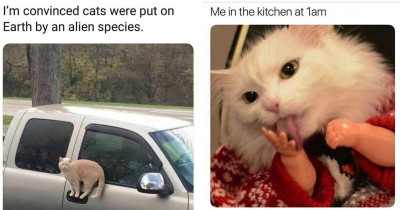 Purr-fectly Hilarious Cats Guaranteed To Make You Roll With Laughter