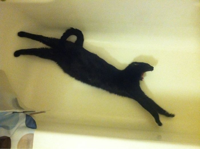 19. "My Cat Janeway Has Decided Her New Napping Spot Is In My Bathtub. I Went To Take A Picture And She Stretched At The Perfect Moment"