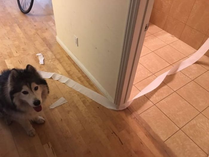 "I am telling you, some random human came and used the toilet."