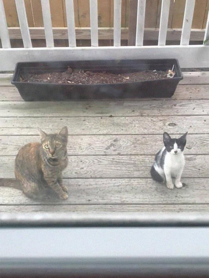 "This Stray Mama Has Come Around For A Few Weeks Looking For Food. She Finally Brought Her Baby Around, And I Cannot Handle The Politeness"