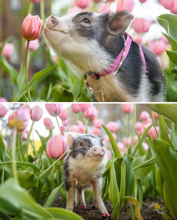 17. Pig In A Tulip Paradise