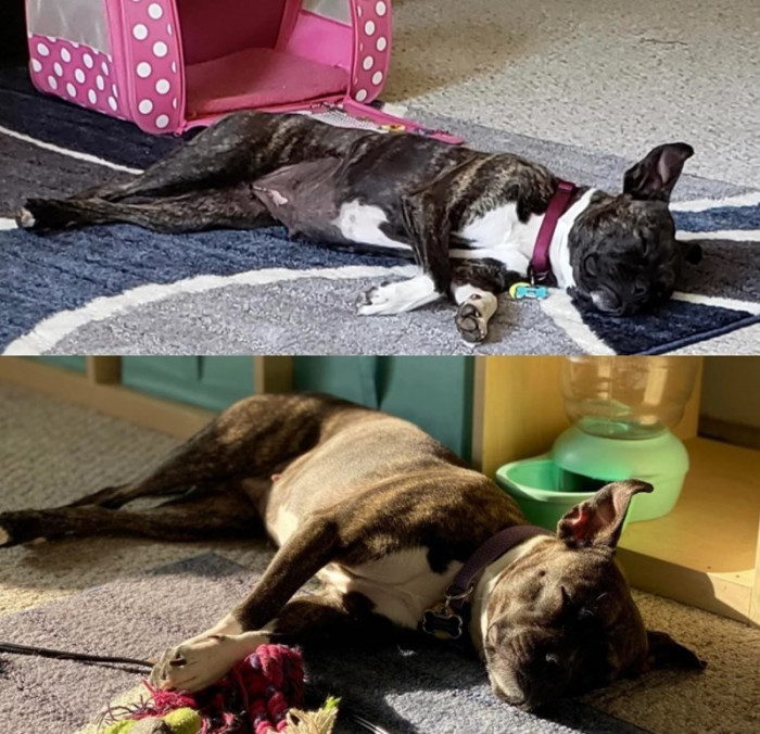 6. From skin and bones to healthy and happy... and still sleeping in the same position.