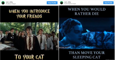 Owner of OwlKitty Hilariously Edits Movies With His Cat Into Them And They're Incredibly Funny