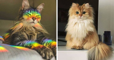Gorgeous Cats Are Being Documented As Supermodels In A Fascinating Subreddit