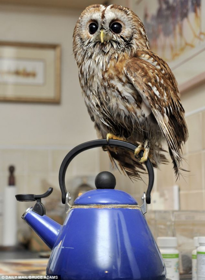 Bertie sitting on the handle of the kettle