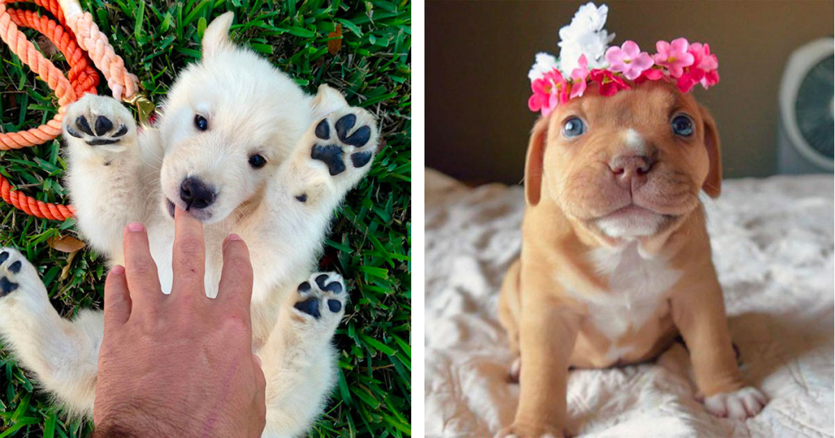 Puppy Photos Guaranteed To Cast Some Sunshine On Your Day