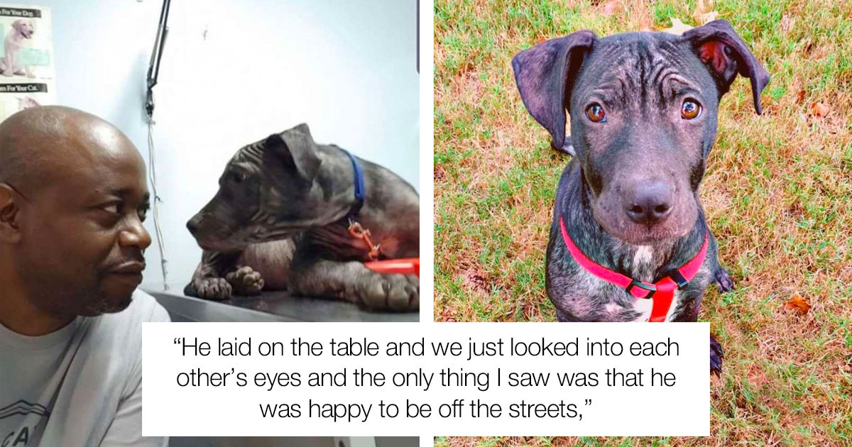 Adorable Bald Dog Gives Sweet Look Of Gratitude To The Man Who Saved Him