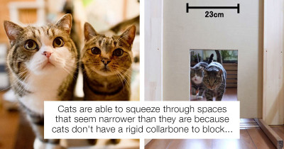 Hilarious Experiment Aims to Determine Just How Narrow a Gap Cats Can Squeeze Through