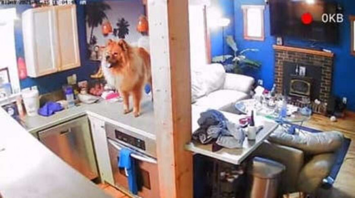 This is what the parents saw on the hidden camera, Wookie on the counter