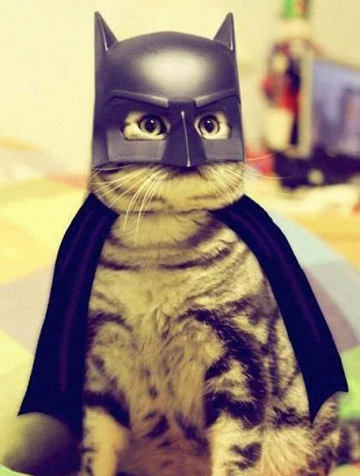 Batman or Catman, you decide.