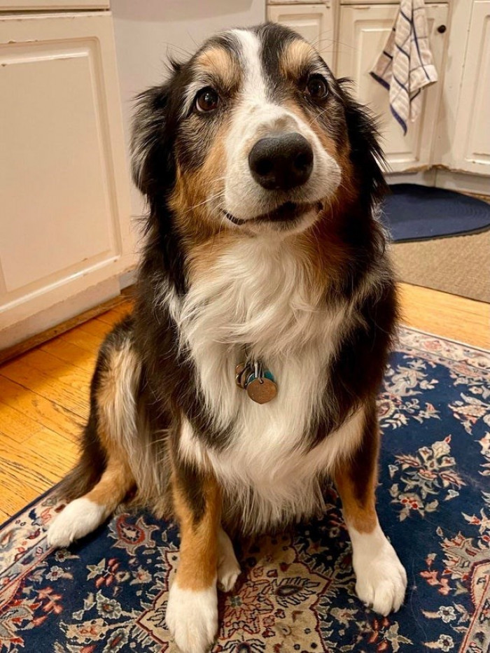 13. "Meet Rose. It’s her 10th birthday today."