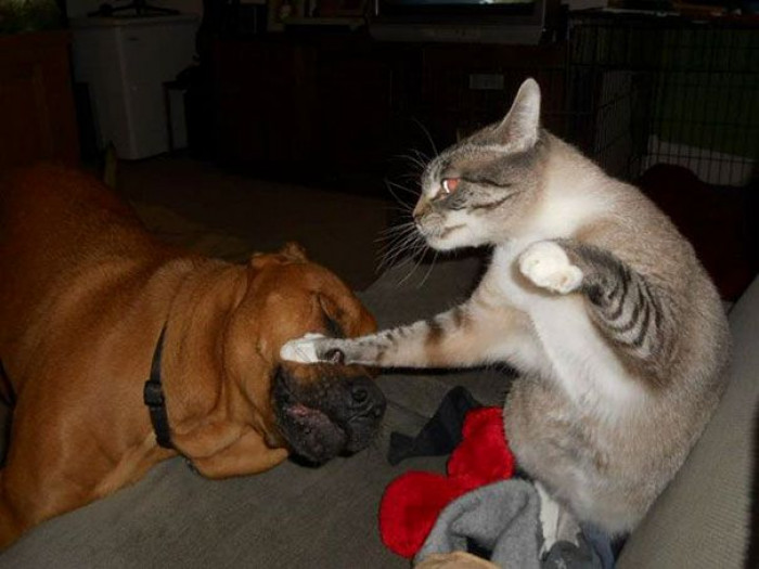  Everybody was kung-fu fighting!