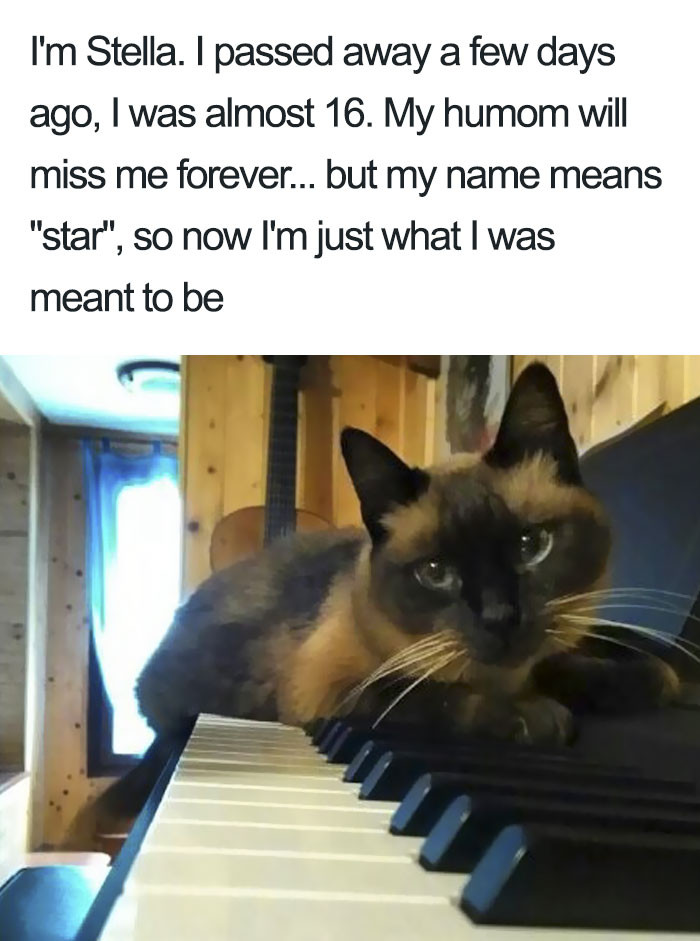 Not a naughty cat, but a cat that deserves some recognition anyway. R.I.P. Stella.