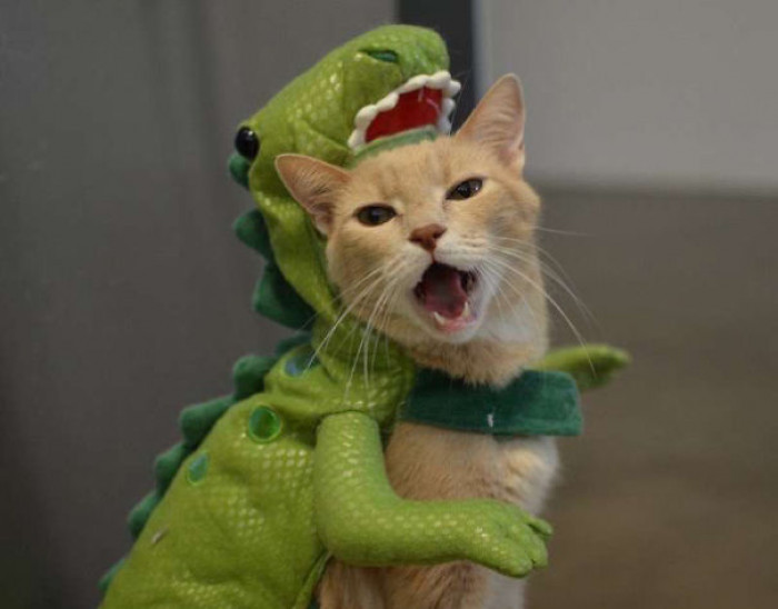 Cat dressed as SpiderCat, with Darth Vader costume, Nick Fur...Furry