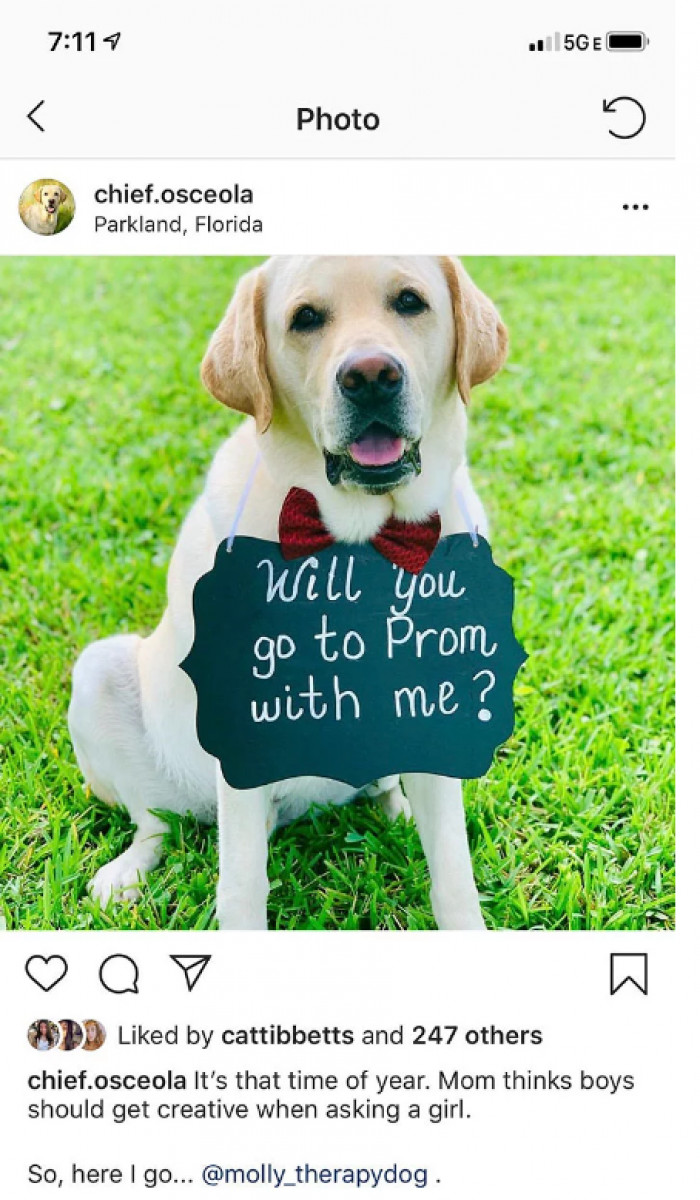 Some of the dogs even went to prom together!