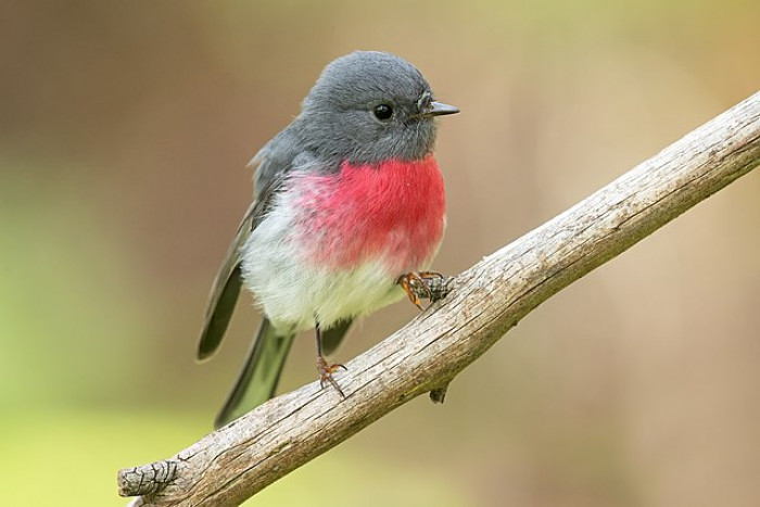 These birds mainly inhabit areas in eastern and southeastern Australia