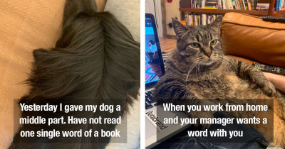 Lift Your Spirits With 18 Adorable Tweets About Pets Doing Hilariously Cute Things During Coronavirus Quarantine