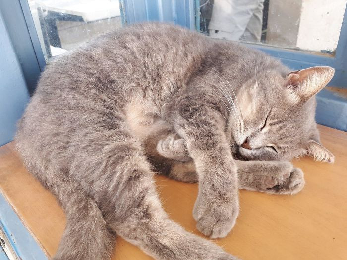 "Mitzi Is A Cat Who Hangs Out At The Gate With The Security Guards In The University Where I Work/Study. But In Hebrew, "Mitz" Means Juice. So Whenever The Students Make A Post About The Cat, Facebook Translate Turns Her Name Into "Security Juice." Meet Security Juice. She's A Fluffer Who Enjoys Pets"