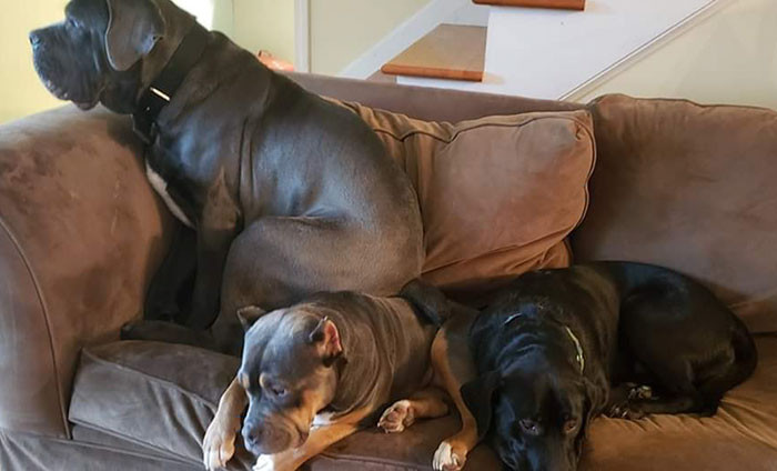 Speaking fondly of her fur babies, Jennifer also said:
