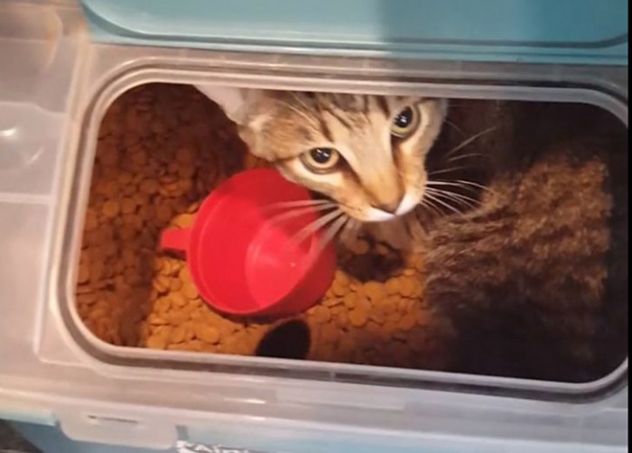 10. Looks like this cat mistook the dog food for a litter box.