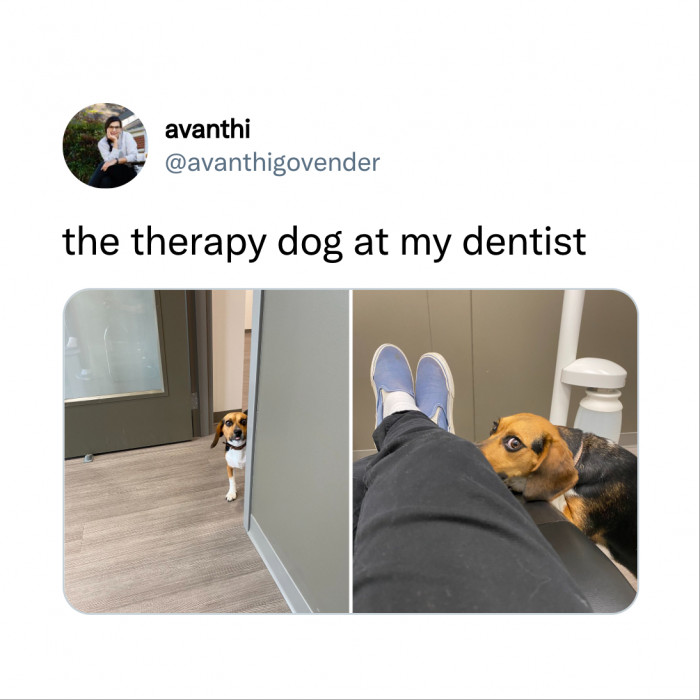 Uhm, I Think Your Therapy Dog Needs Therapy