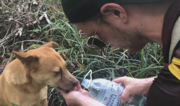 Jungle dog comforting rescued hikers near a remote campsite in jungle