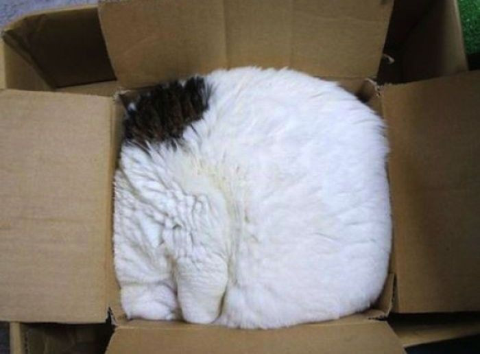 5. Box of Pure Fluff!