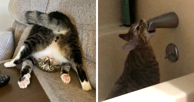 Hilarious Pics of "Malfunctioning" Cats