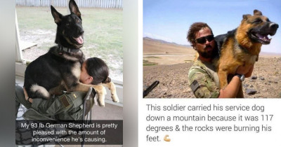 The Funniest Memes About Service Dogs That Will Knock Your Socks Off
