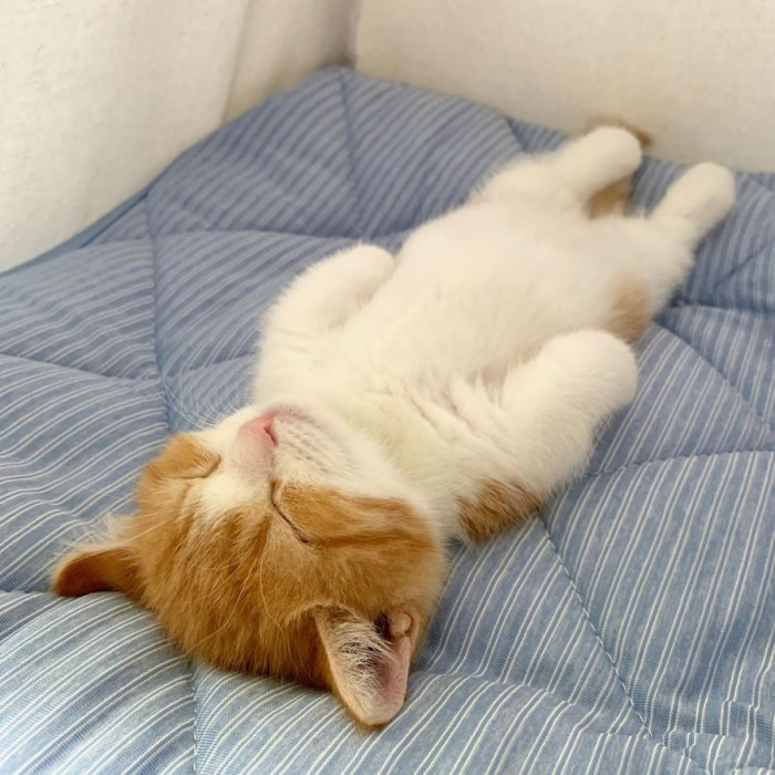 This calico munchkin cat named Chata loves laying flat on his back with his legs straight, just like a human!
