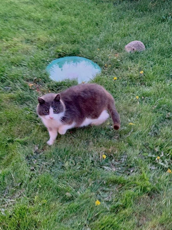 #29 Our Resident Stray With A Hedgehog Friend Visiting At Dusk