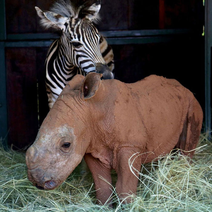 Two abandoned animals, a young rhino and a baby zebra found comfort in each other's company.