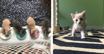 Tiny Kitten With Uneven Legs Finds Someone To Love Her And It Will Make Your Heart Melt