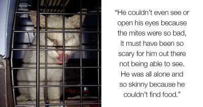 Homeless Cat Comes Back From The Brink Of Death And Opens Its Eyes To Reveal A Beauty No One Expected