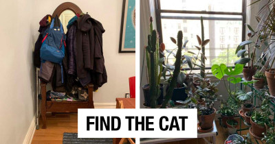 Adorable Cat Who Likes To Sleep In The Strangest Places Inspired His Owner To Start The "Find The Cat" Game