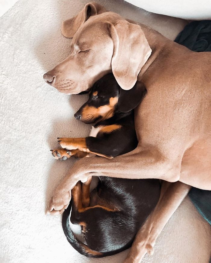 It left him emotionally scarred and afraid around other dogs