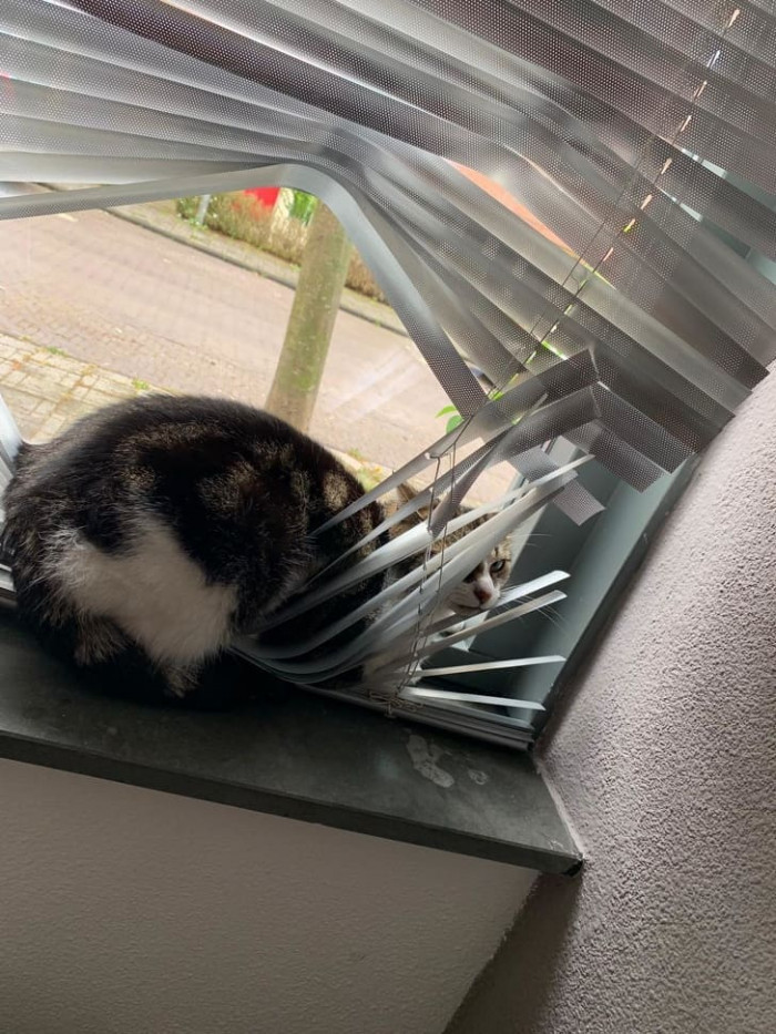 4. The blinds were in his way, foolish mortal.