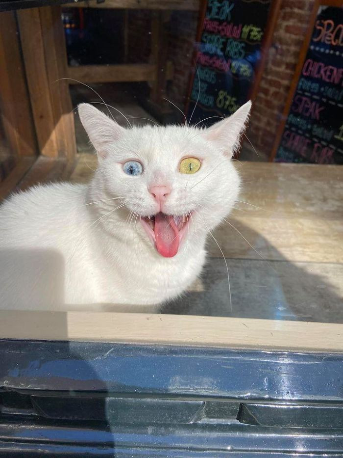 "I Saw The Most Beautiful Sleepy Angel Lounging In Their Kingdom. (A Restaurant In My Hometown, Amsterdam)"