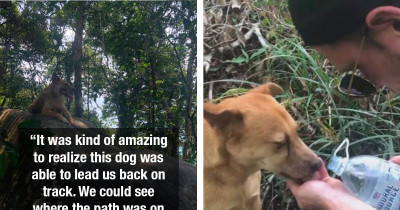 "Jungle Dog" Rescues Vancouver Couple Who Were Lost and Terrified on Remote Hike in the Cambodian Jungle