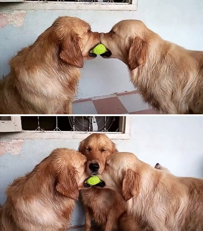 23. This is what is appreciated as a triple play in dogdom!