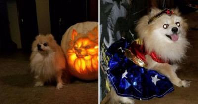 Dedicated Doggo Owner Spends 3 Hours Carving His Dog's Portrait Into A Pumpkin