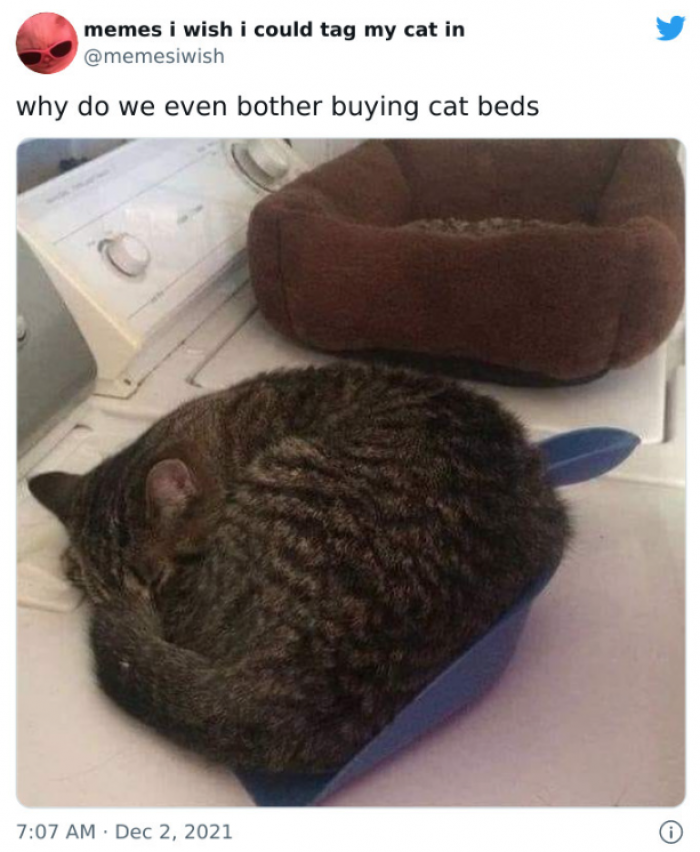 60 Of The Most Relatable Memes That Are Pawsitively Purrfect For Cat Lovers