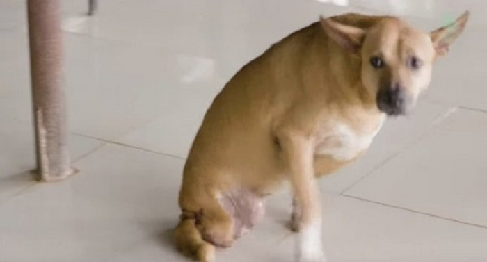 This is one of the 32 disabled dogs housed in an elephant sanctuary in Thailand.